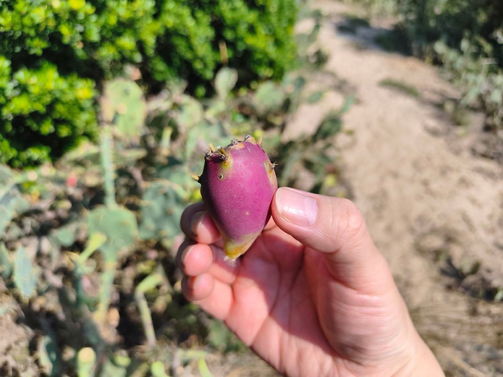 环岛公路：野生仙人掌林
